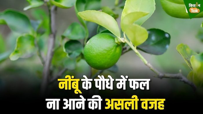 नींबू के पौधों में पोषक तत्वों की कमी