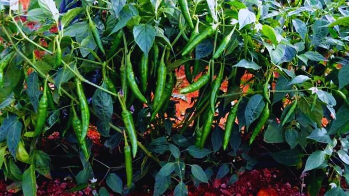 chilli farming