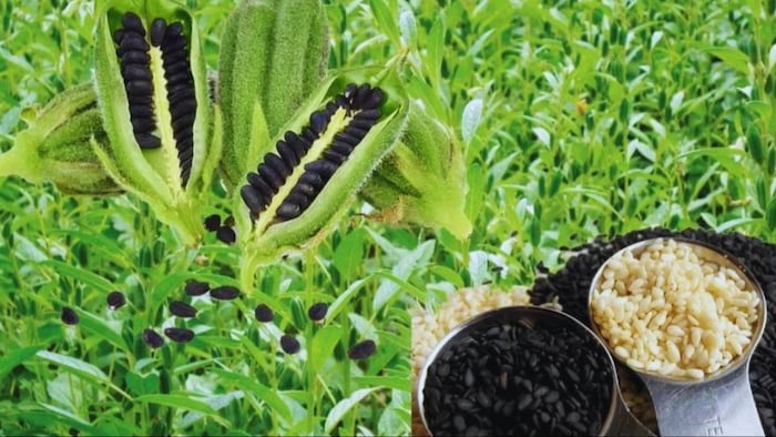 तिल की खेती