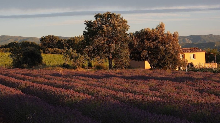 lavender farming