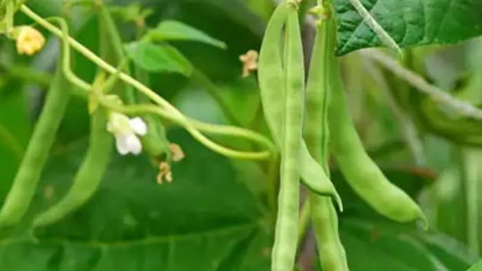 सेम की खेती