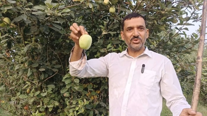 गोल्डन सेब की खेती