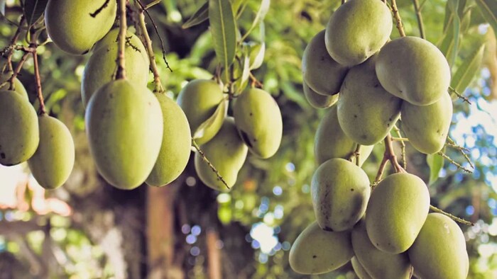 आम की खास किस्में