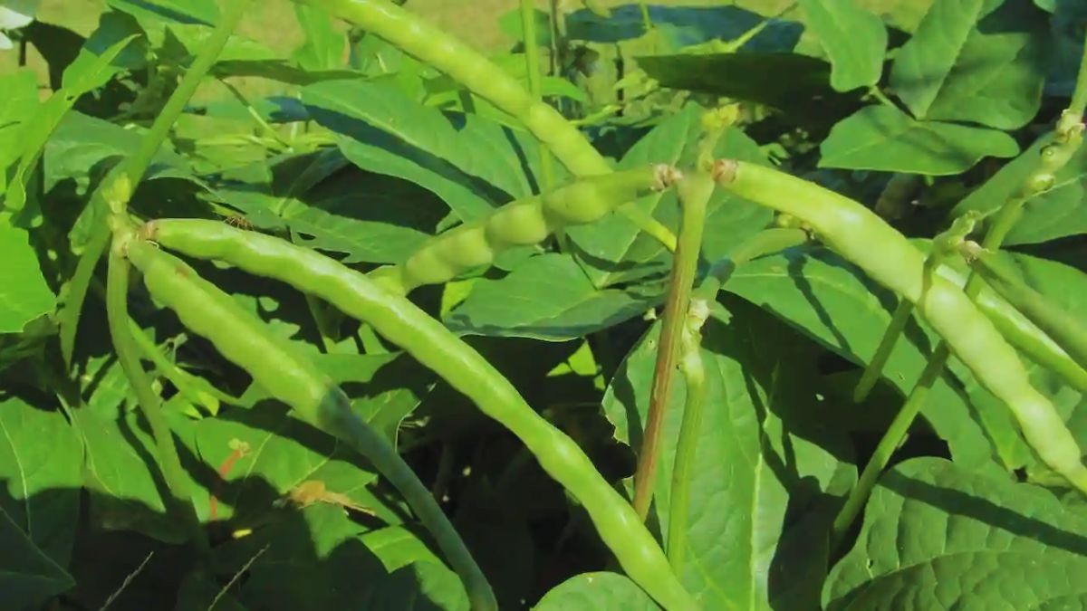 लोबिया की खेती