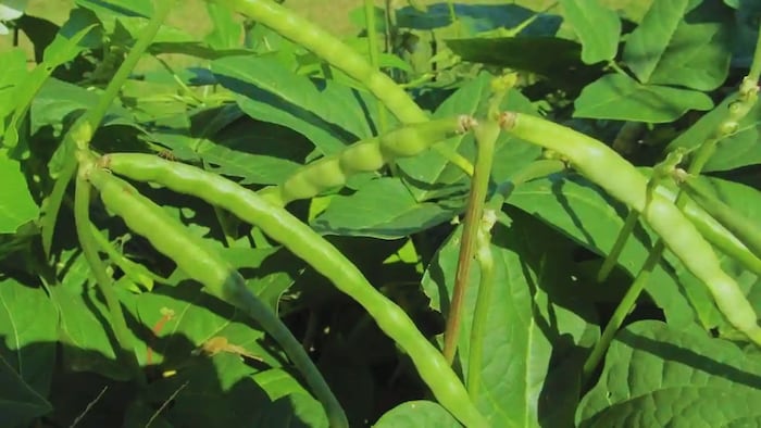 लोबिया की खेती