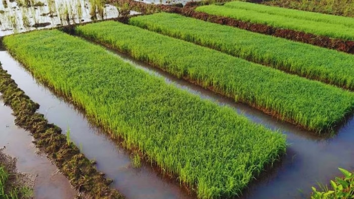 Paddy Farming SRI Method