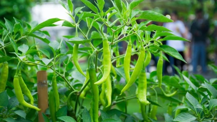 मिर्च की खेती