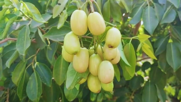 400 रुपये किलो बिकने वाला