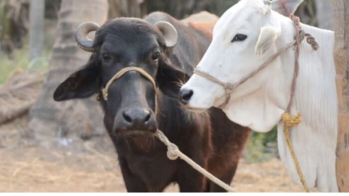 ब्यांत अंतराल सुधारें डेयरी से मिलेगा अधिक मुनाफा