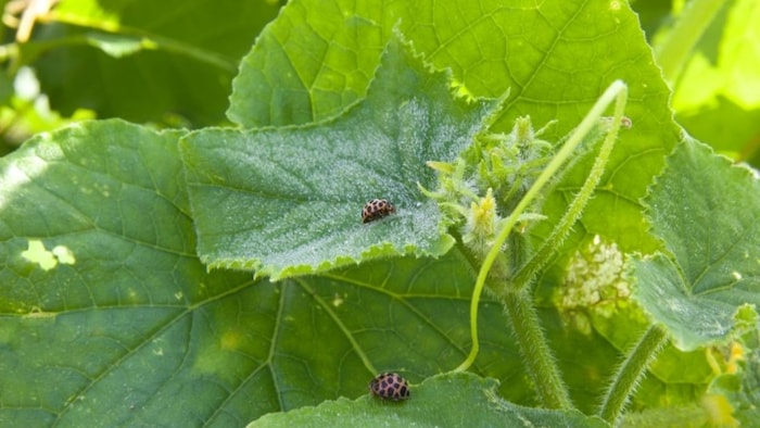 लत्तेदार सब्जियों में लगने वाले कीट और रोग
