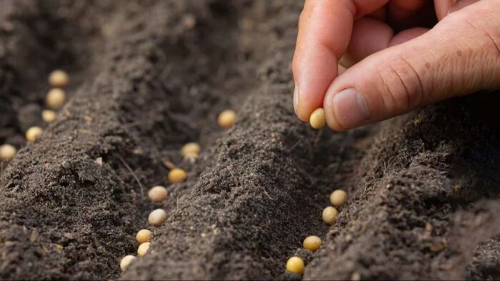 Farmers will get seeds for free