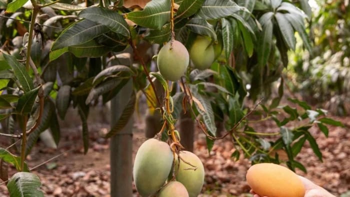 जीआई टैग वाले आम