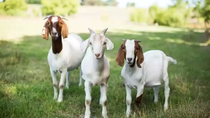 Earn good profit by rearing goats
