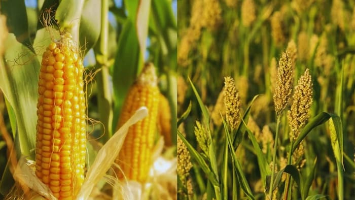 ज्वार और मक्का के चारे