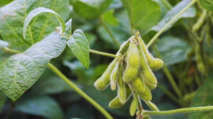 सोयाबीन की खेती