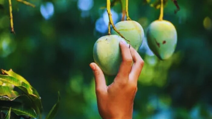 आम तोड़ने की टिप्स