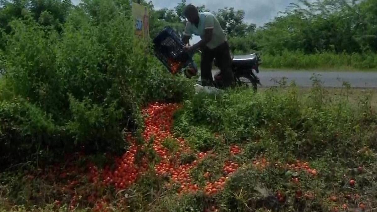 Tomato Karnataka