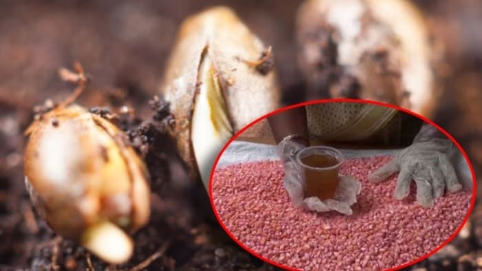 फसलों का बीजोपचार