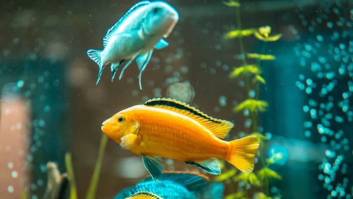 Ornamental Fish