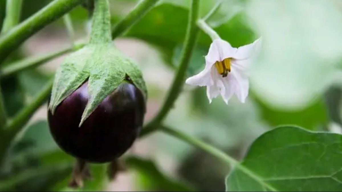 बैंगन की खेती