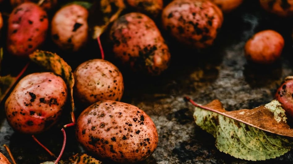 Potato Farming: हिमाचल के वैज्ञानिकों ने पराली में बीज बोकर निकाला आलू उगाने का टिकाऊ तरीका  Potato Farming: हिमाचल के वैज्ञानिकों ने पराली में बीज बोकर निकाला आलू उगाने का टिकाऊ तरीका