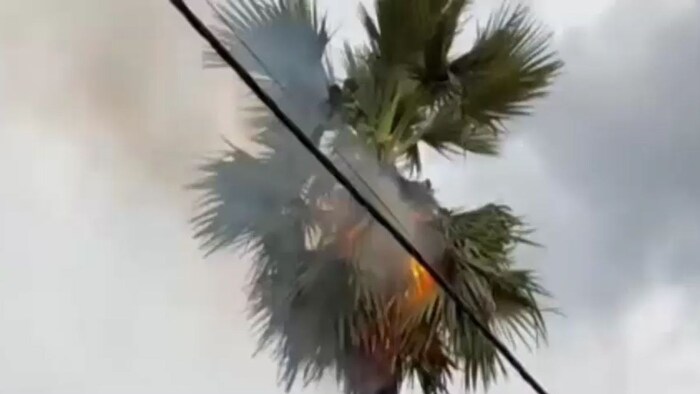 बिजली गिरी तो जलने लगा पेड़. (Screengrab)