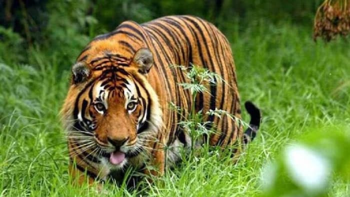 UP Wild Animal Rescue Centre