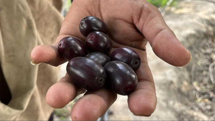 Palghar Bahdoli Jamun got GI tag