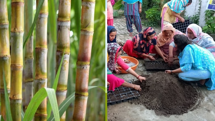 यूपी में स्वयं सहायता समूहों के जरिये बदल रही है खेती की तस्वीर