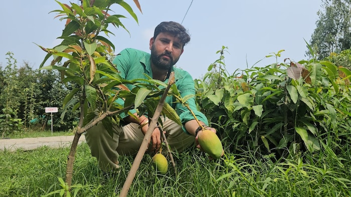 More than 30 varieties of mango are being cultivated