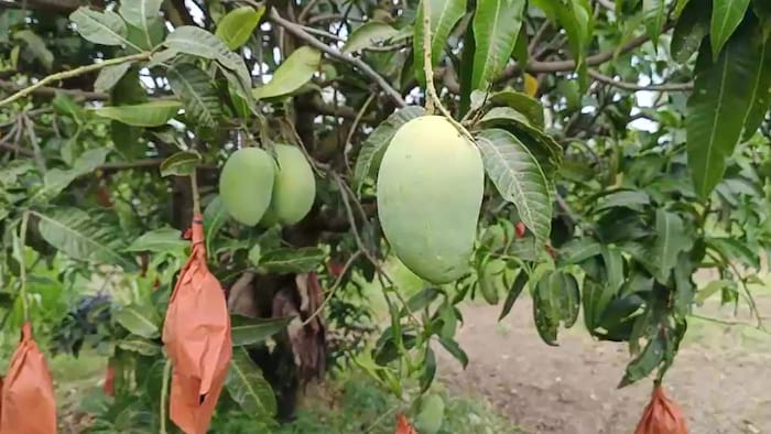 mango farming