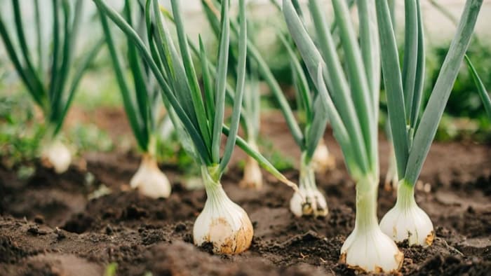 प्याज की खेती