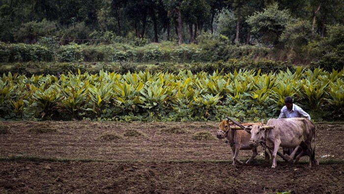 Kharif Season Sowing