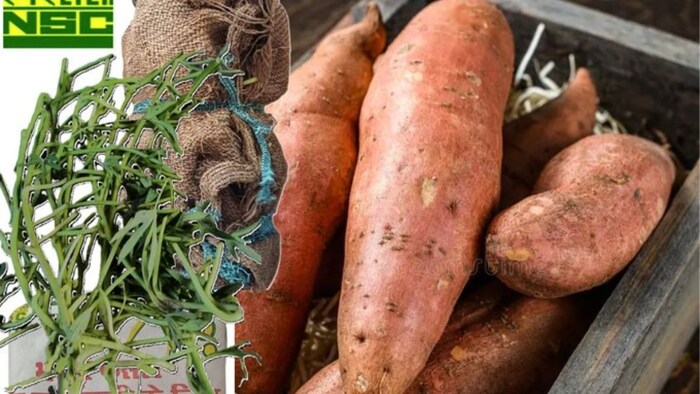 शकरकंद की खेती