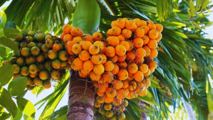 सुपारी की खेती