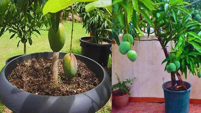 गमले में लगाएं आम का पौधा