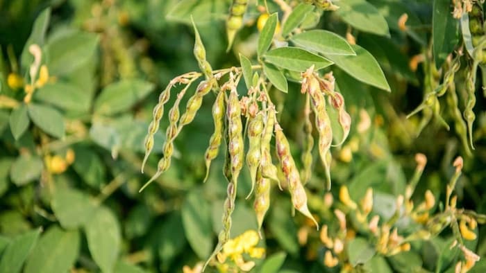 अरहर की खेती