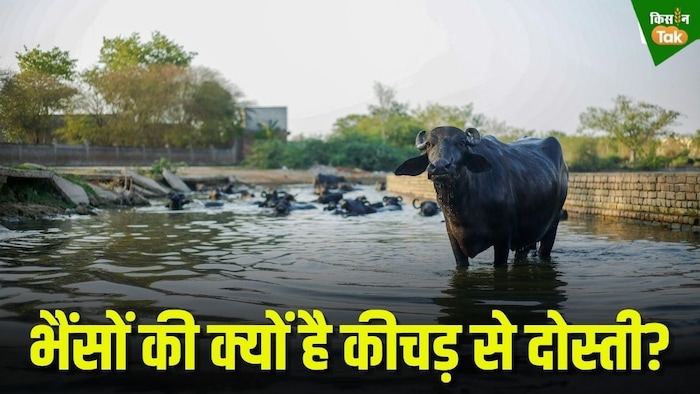 भैंसों को कीचड़ क्यों पसंद है? buffalo
