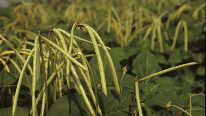 लोबिया की खेती