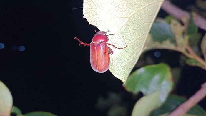 सेब में लग रहे कीट