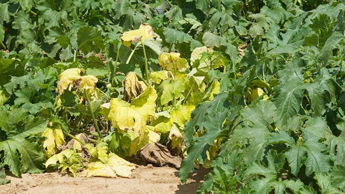 पीली हो रहीं सब्जियों की फसलें