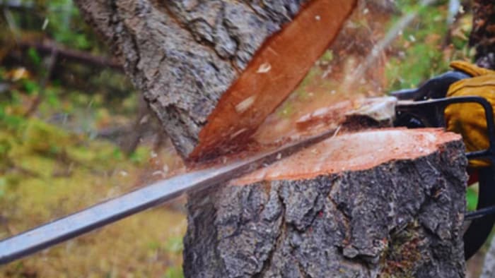पेड़ों की कटाई