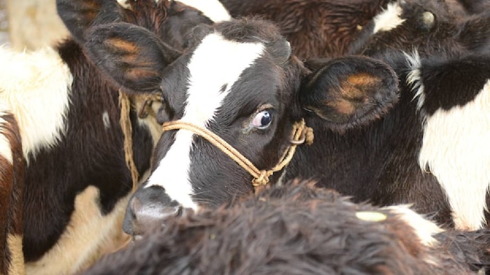 This disease is very dangerous for animals