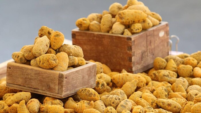 Turmeric Board Telangana