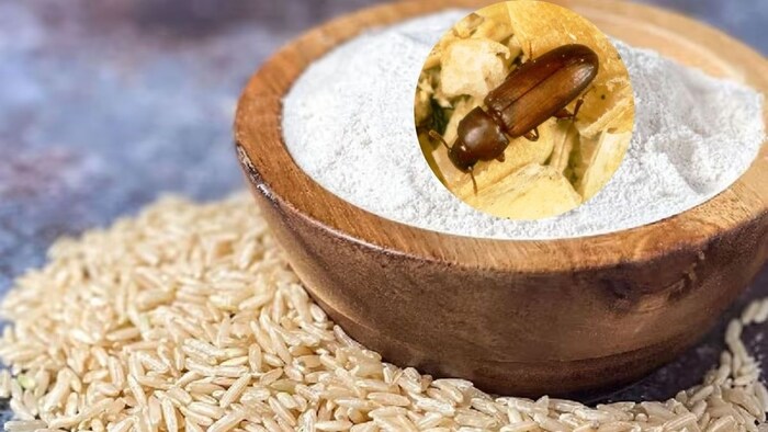 Protect the grains from this insect