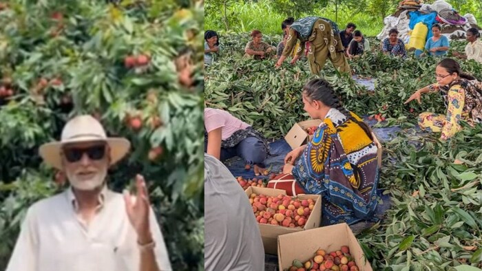 Litchi Export Pathankot