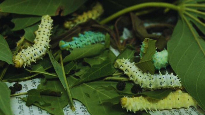 अहिंसा रेशम