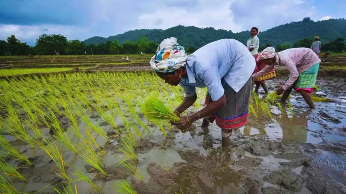 Paddy farming