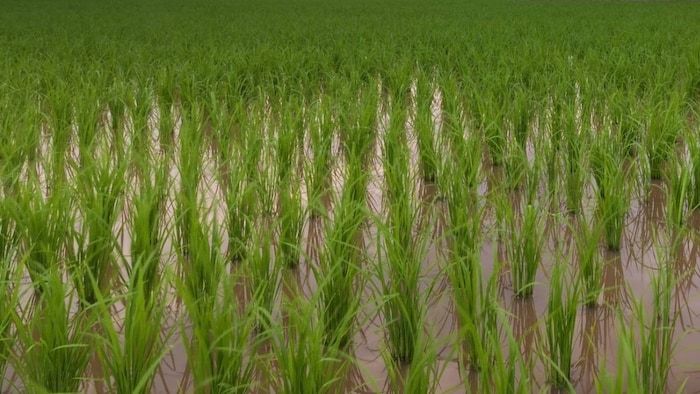 rice farming haryana