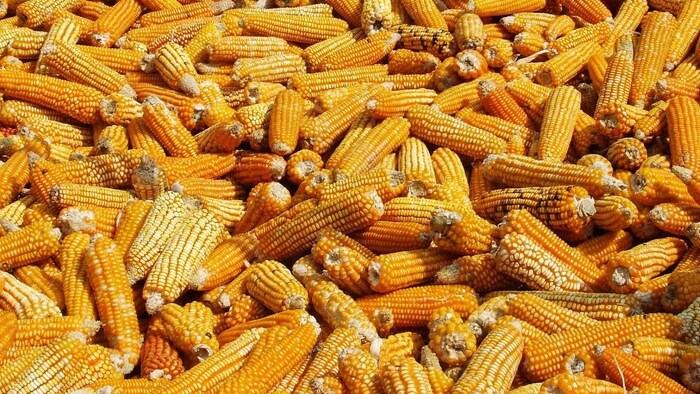 maize production india